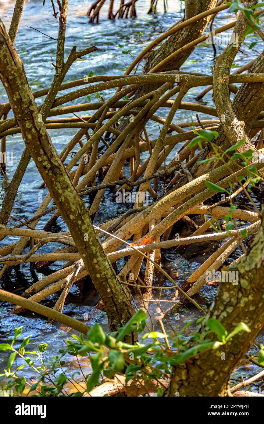 Dense vegetation in the tropical mangrove forest with its roots meeting the sea water with the rivers and lakes of Brazil, Brasil Stock Photo