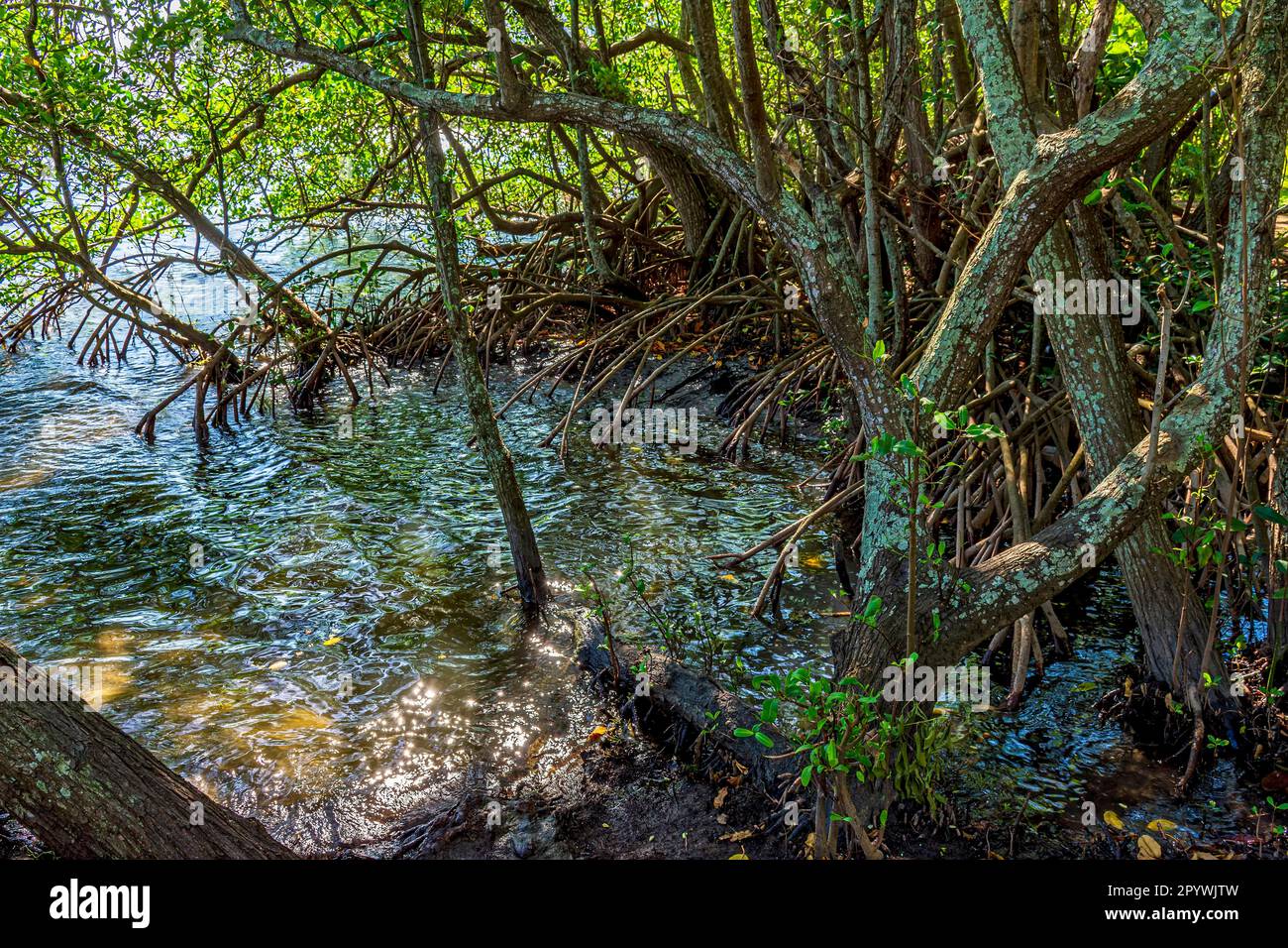 Dense aquatic vegetation typical of mangroves with their gnarled