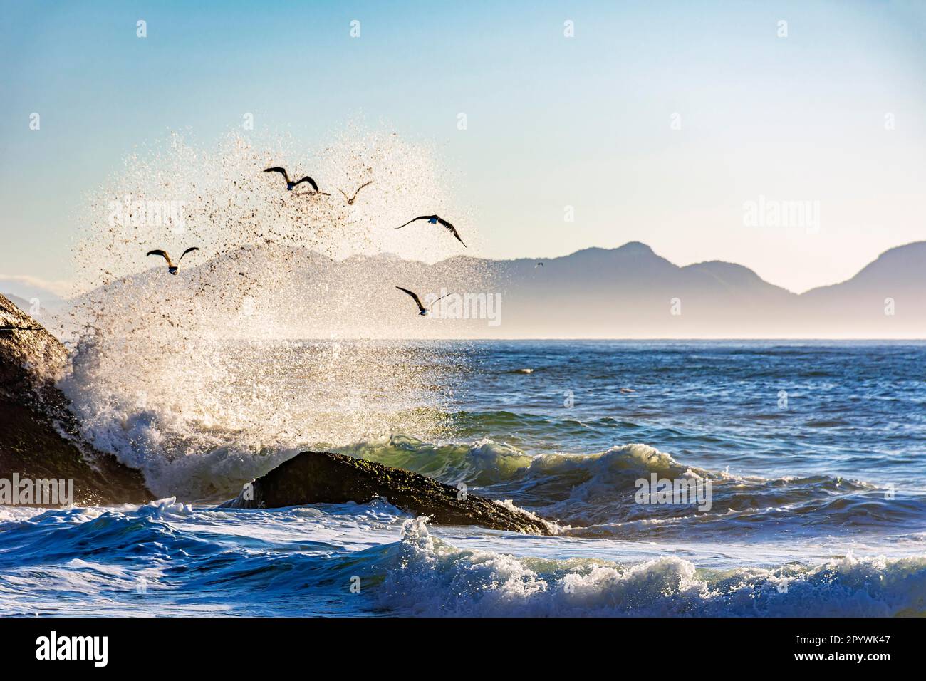 Seagulls flying over the sea at Ipanema beach with the waves in the background during dawn, Brasil Stock Photo