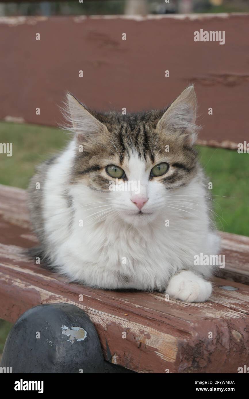 Cat sitting bench in park bench hi-res stock photography and images - Alamy