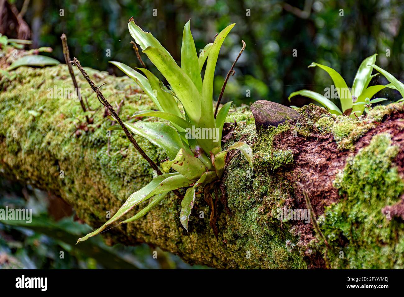 Bromeliad tree trunk from Brazilian rainforest its natural habitat on Ilhabela Island in Sao Paulo, Brazil, Ilhabela, Sao Sebastiao, Sao Paulo, Brasil Stock Photo