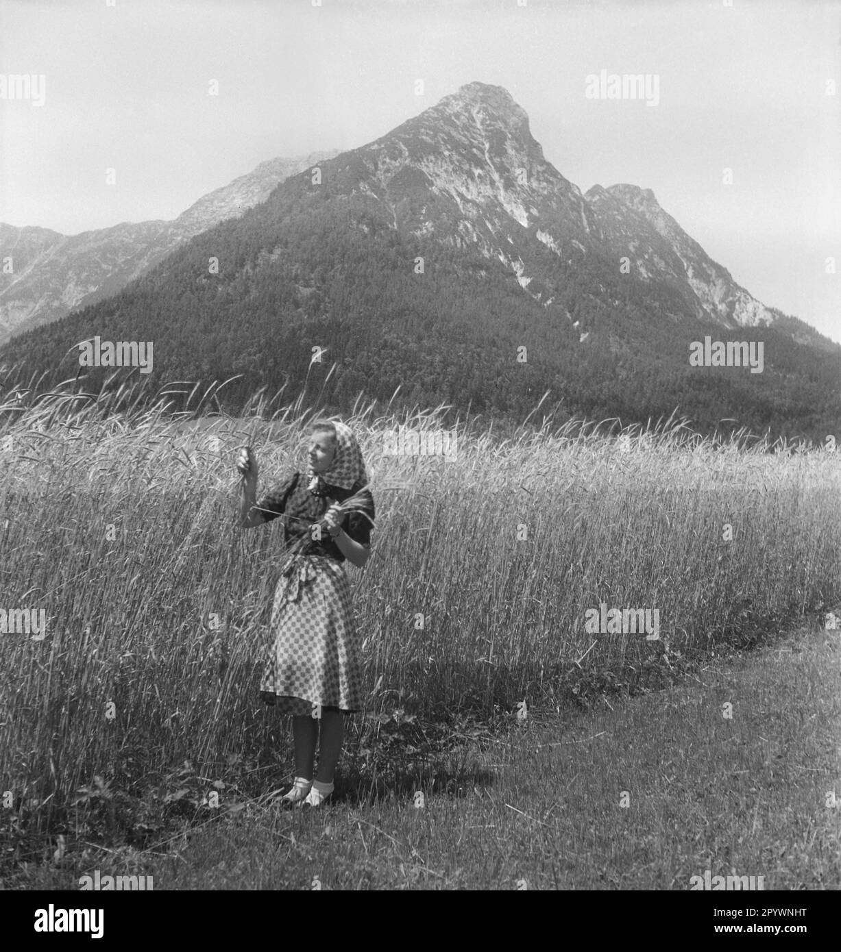 A young peasant woman inspects cereal ears on the edge of a grain field ...