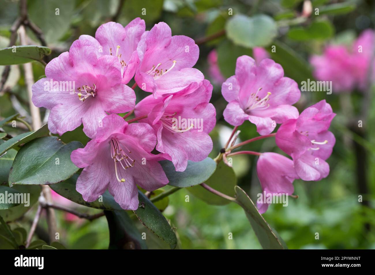 Rhododendron flower (Rhododendron orbiculare), Emsland, Lower Saxony, Germany Stock Photo