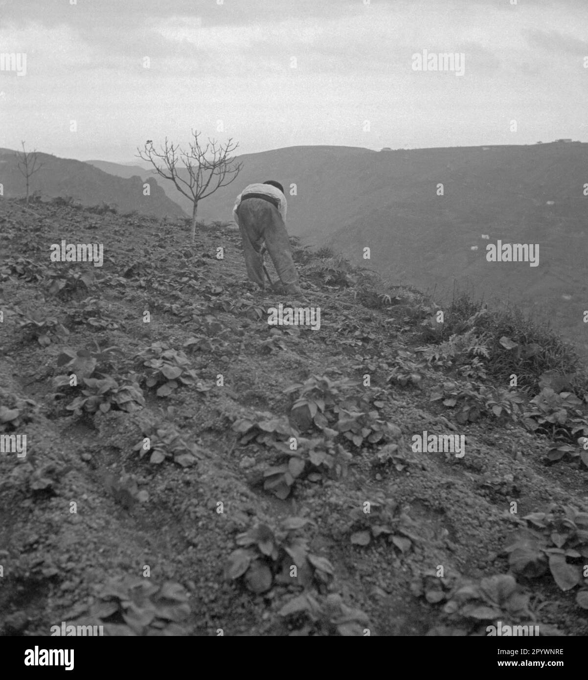 Madeiran Black And White Stock Photos Images Alamy madeiran-black-and-white-stock-photos-images-alamy