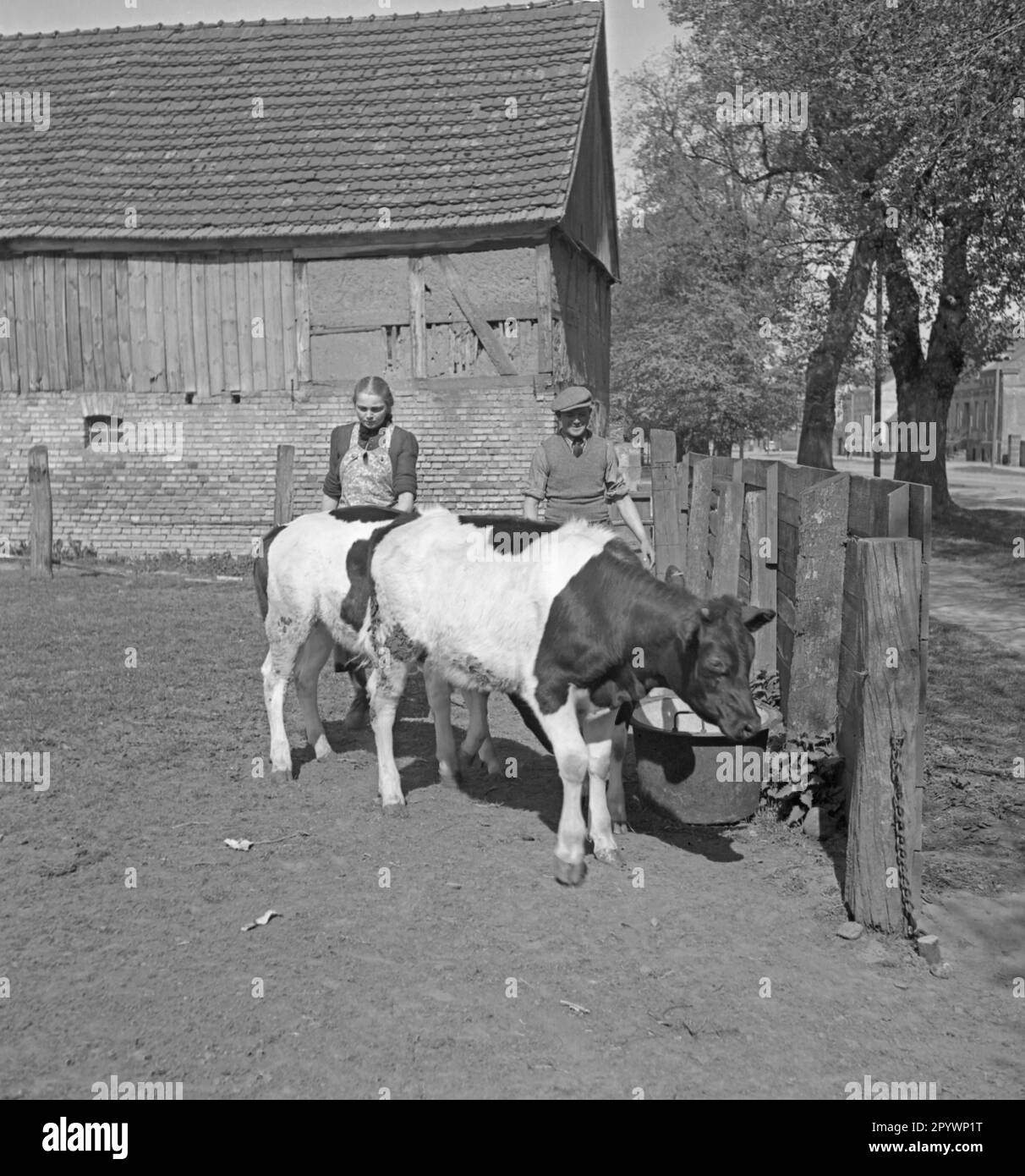 Two young cows (German Black Pied cattle?) on a farm in Kamp in ...