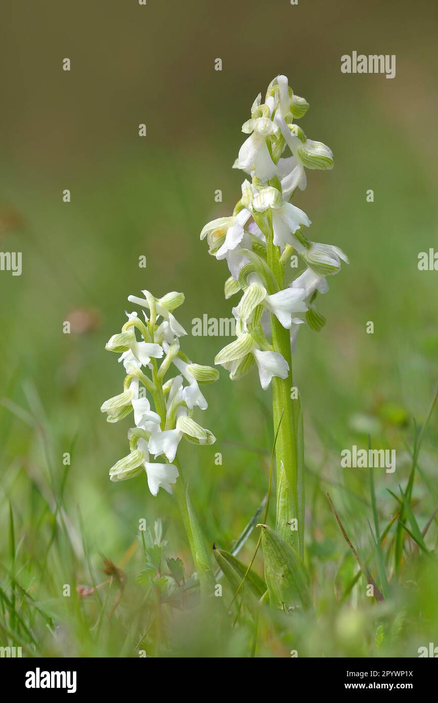 Green-winged orchid (Orchis morio), Flowering in a meadow, white colour variation, Orchid, Hesse, Germany Stock Photo