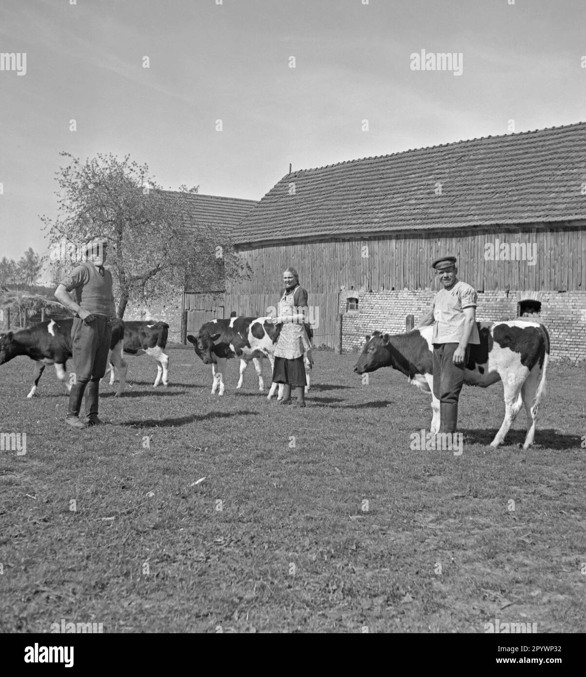 Young farmers with dairy cows on a farm near Kamp in Pomerania. Stock Photo