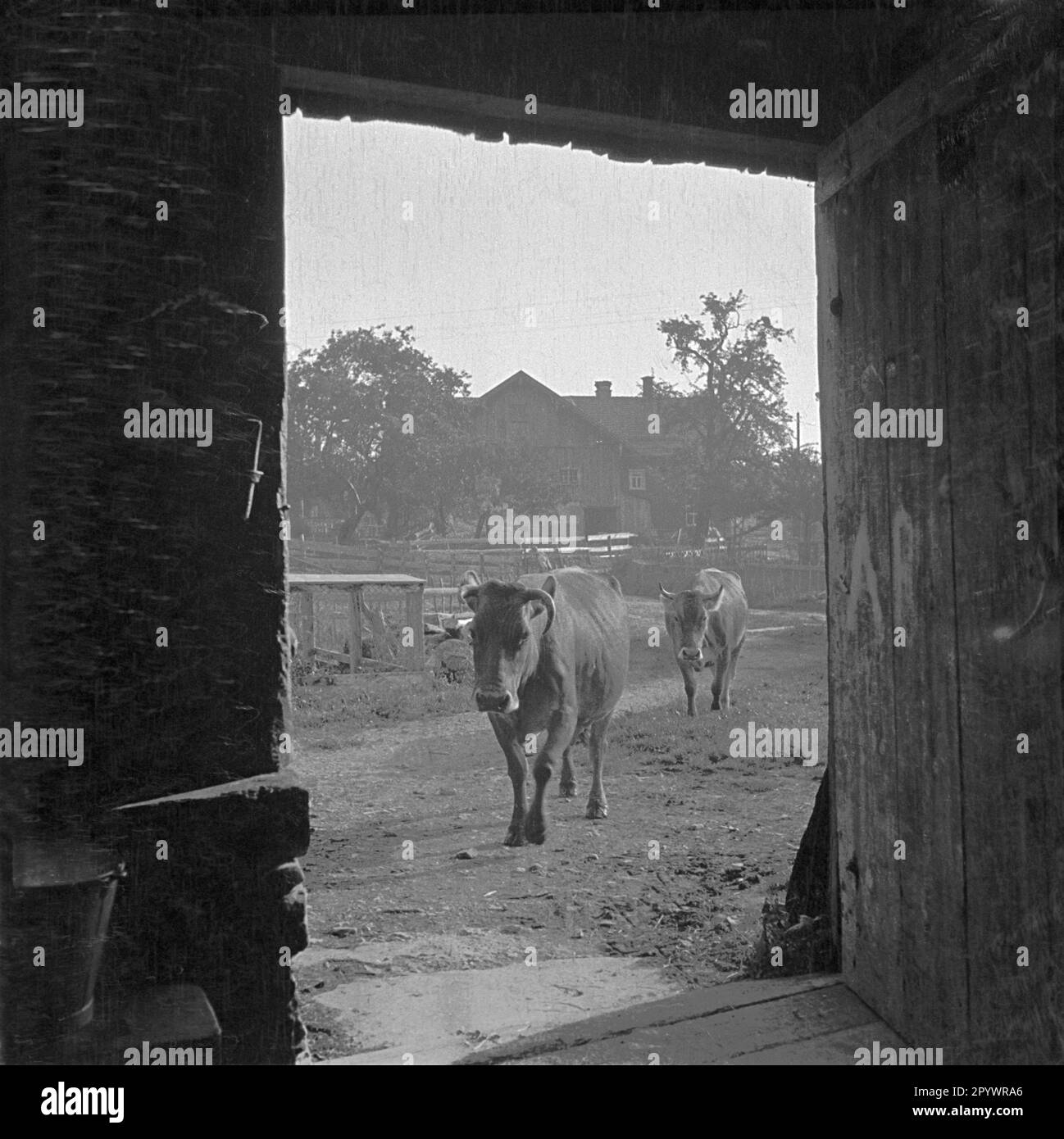 Dairy cattle on a pasture in the 1930s Stock Photo - Alamy
