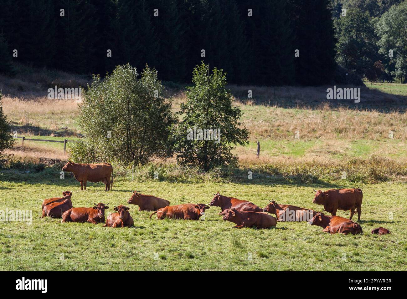 Herd of cattle on the pasture Stock Photo