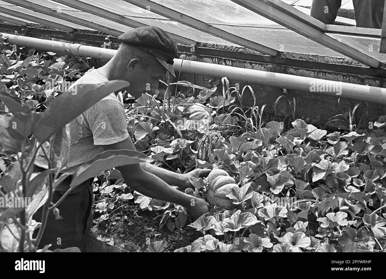 A gardener at his work in a greenhouse. Here he cultivates pumpkins. Undated photo, probably in the 1930s. Stock Photo