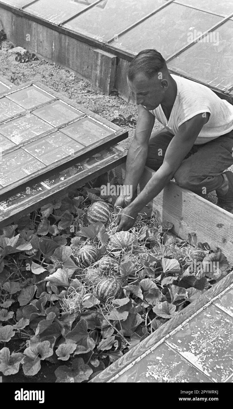 A gardener working on a cold frame. Here he cares for growing pumpkins. Undated photo, probably in the 1930s. Stock Photo