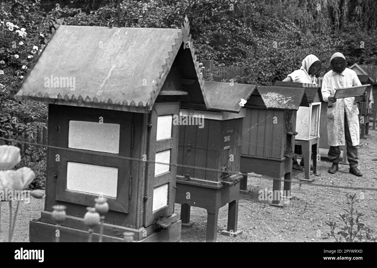 Beekeepers examine the of a beehive. Undated photo, probably
