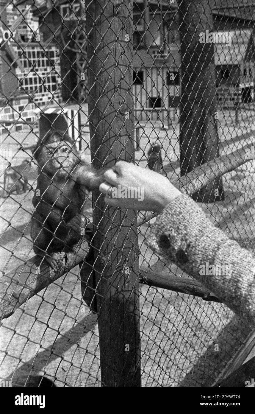 A small monkey stretches its paw through the fence of the enclosure in