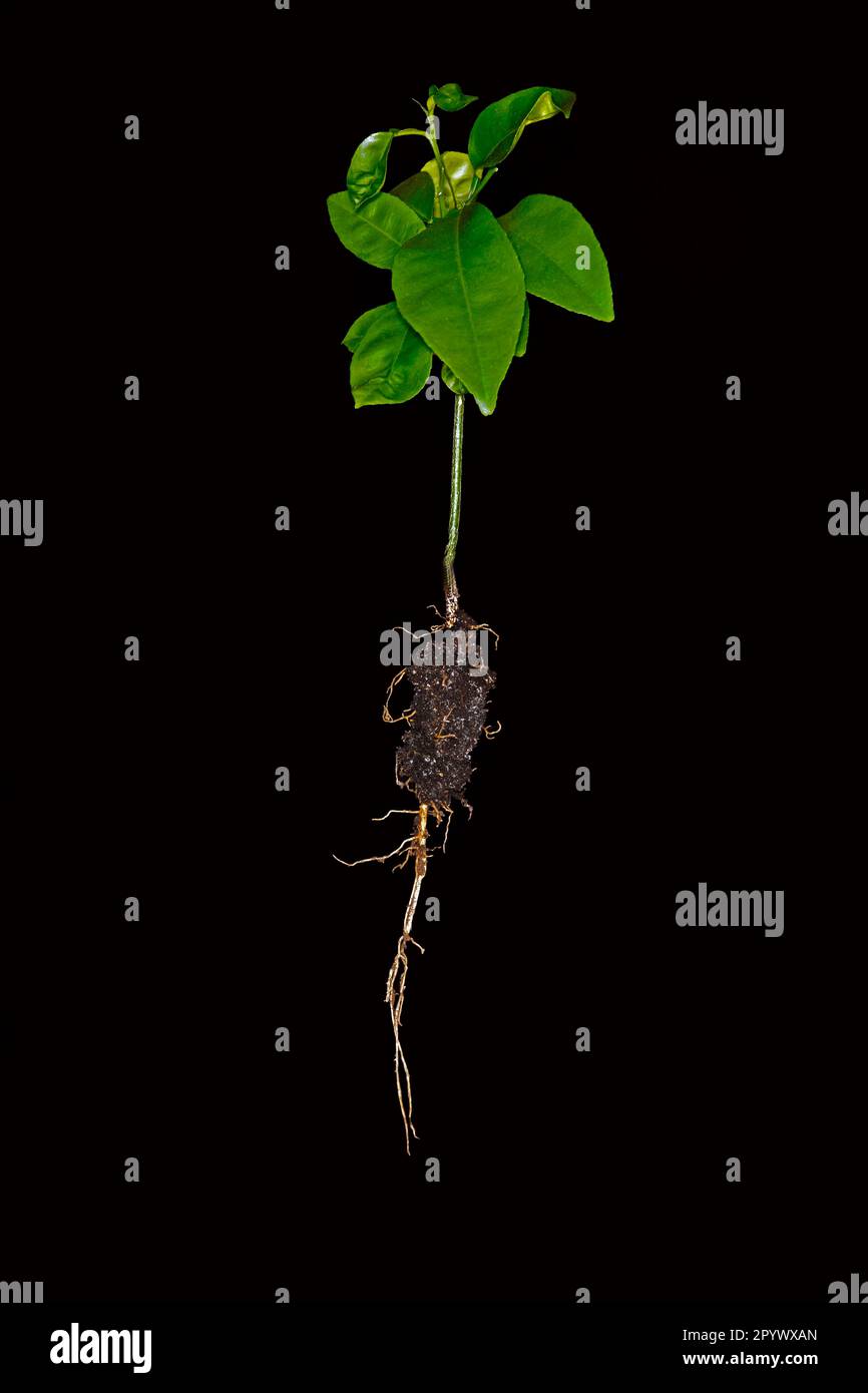 Grapefruit Root Example Young grapefruit (Citrus x paradisi) with roots, studio photograph with ...