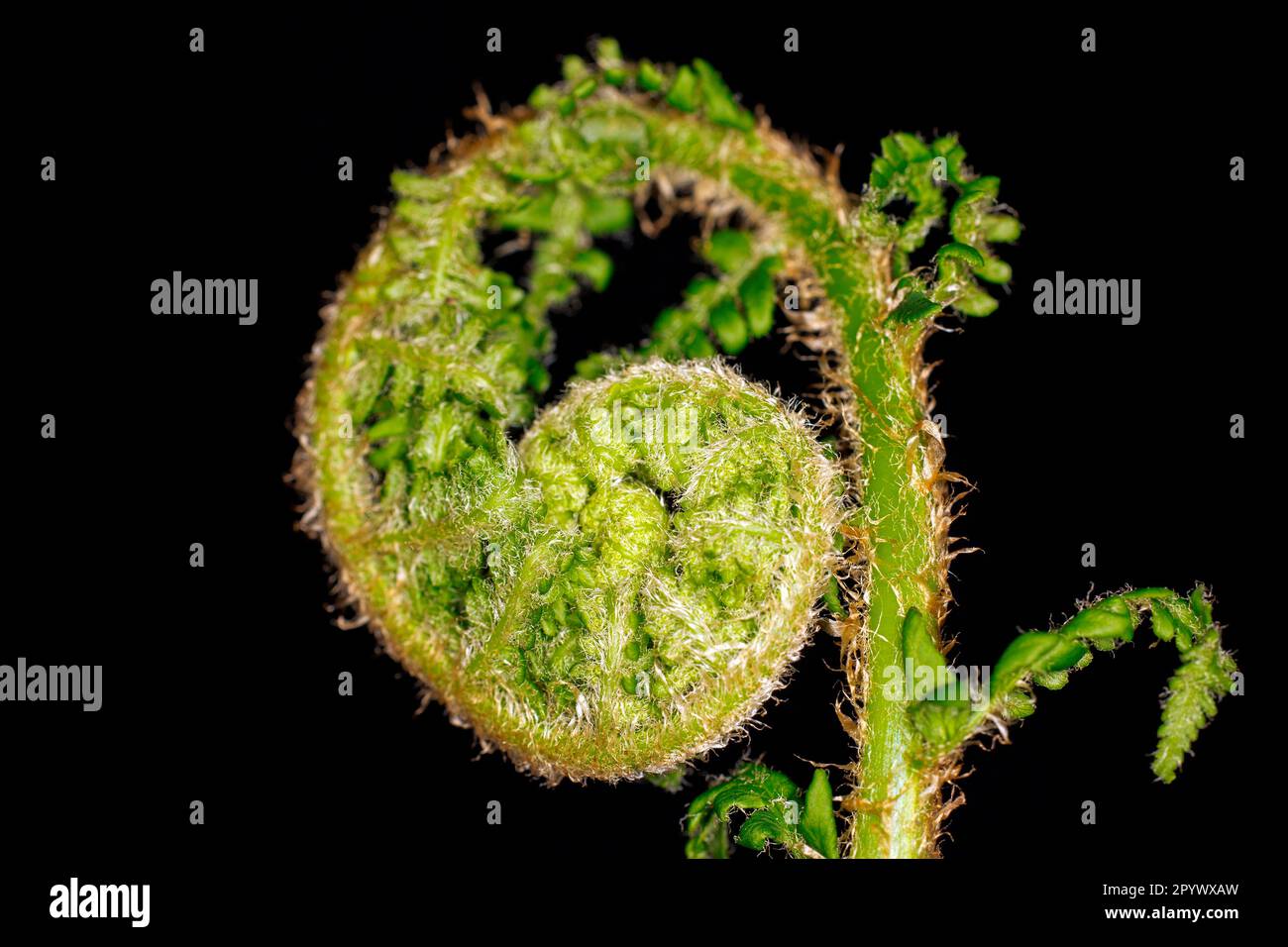 Still curled up, male-fern (Dryopteris filix-mas) (synonym: Aspidium filix-mas), Tegeler Forst, Berlin, Germany Stock Photo