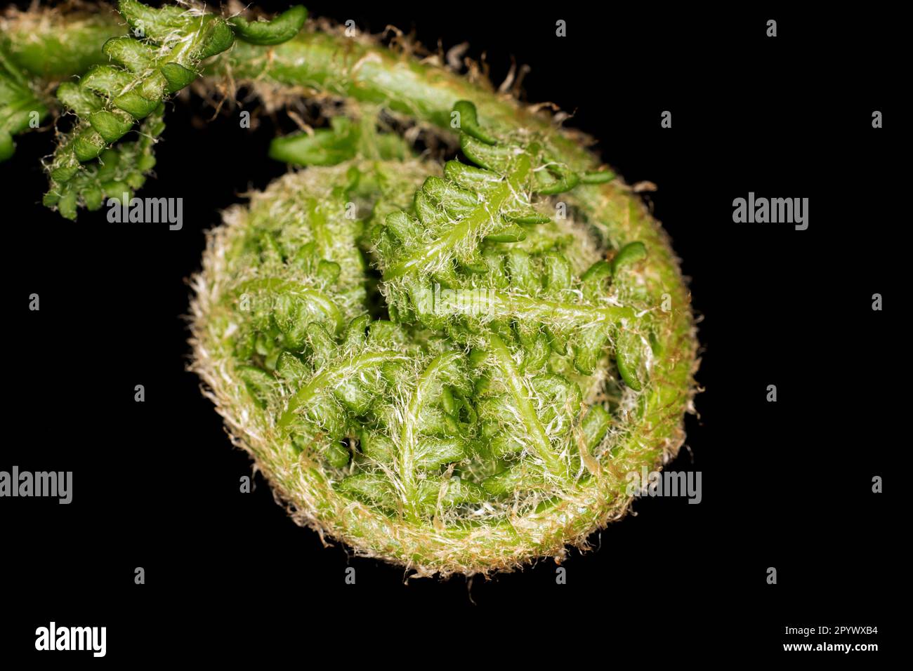 Still curled up, male-fern (Dryopteris filix-mas) (synonym: Aspidium filix-mas), Tegeler Forst, Berlin, Germany Stock Photo