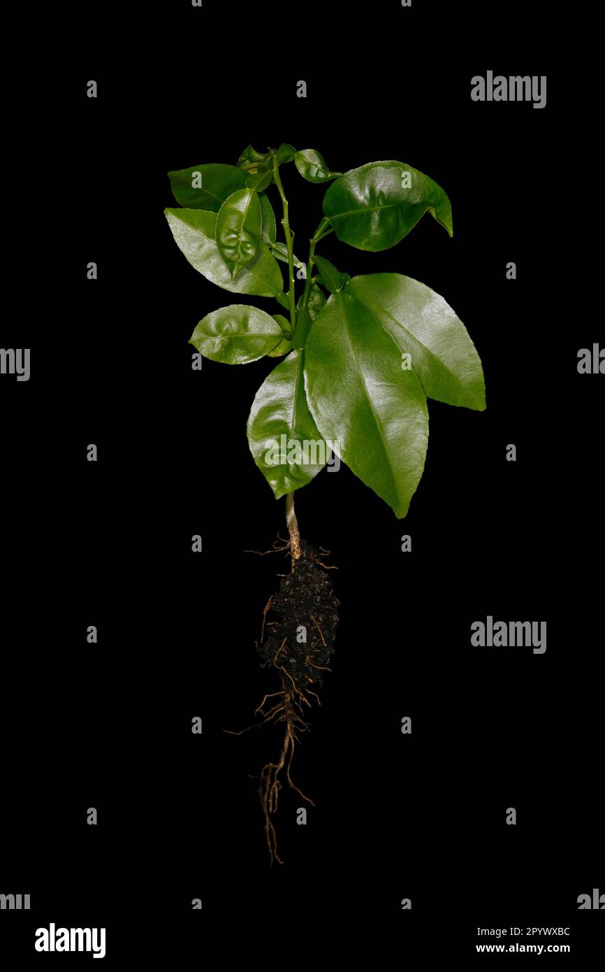 Grapefruit Root Example Young grapefruit (Citrus x paradisi) with roots, studio photograph with ...
