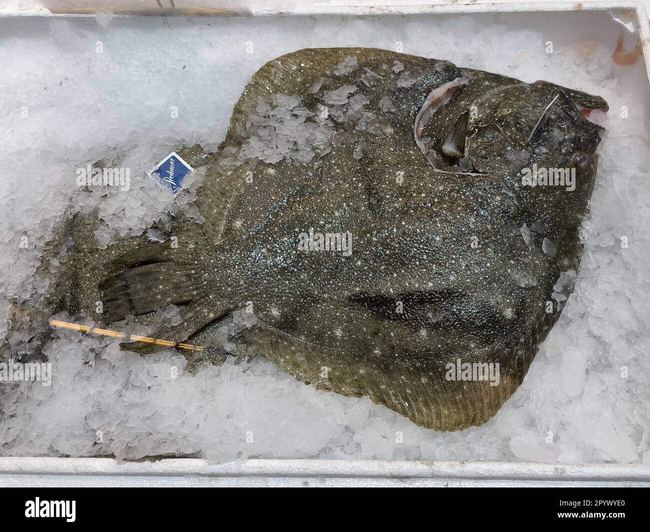 Display of fishery caught fish fresh fish turbot (Psetta maxima) on ice in refrigerated counter fish counter of fishmonger fish sale, food trade Stock Photo