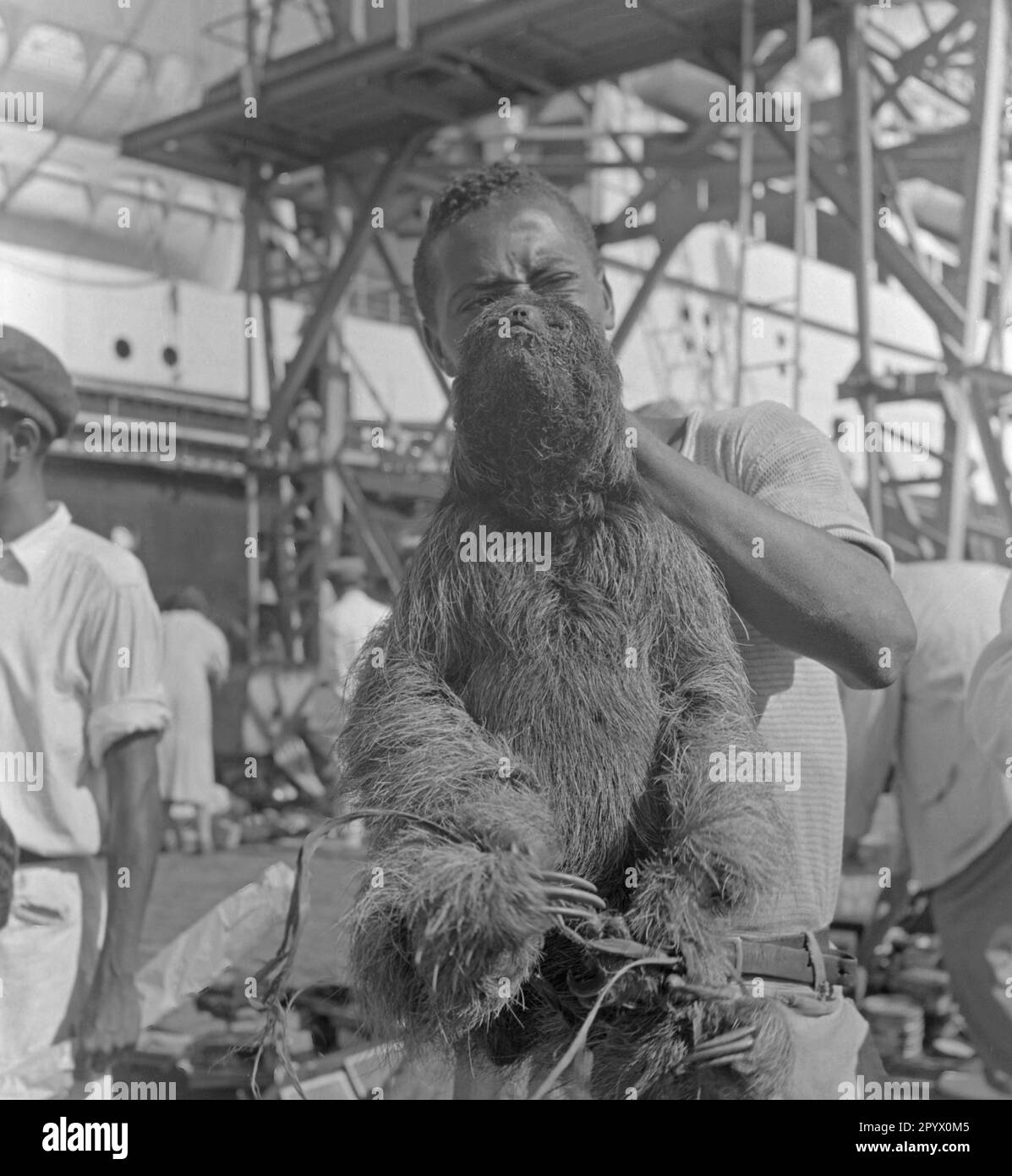 A Brazilian man presents a captured three-toed sloth Stock Photo - Alamy