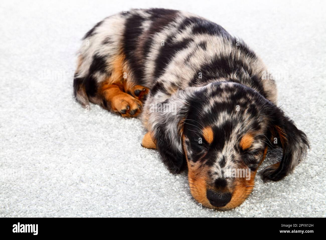 Sleeping dapple dachshund puppy laid on a grey carpet Stock Photo