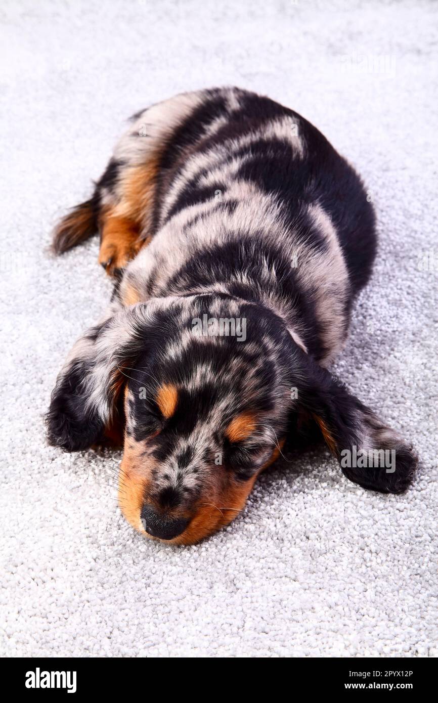 Sleeping dapple dachshund puppy laid on a grey carpet Stock Photo