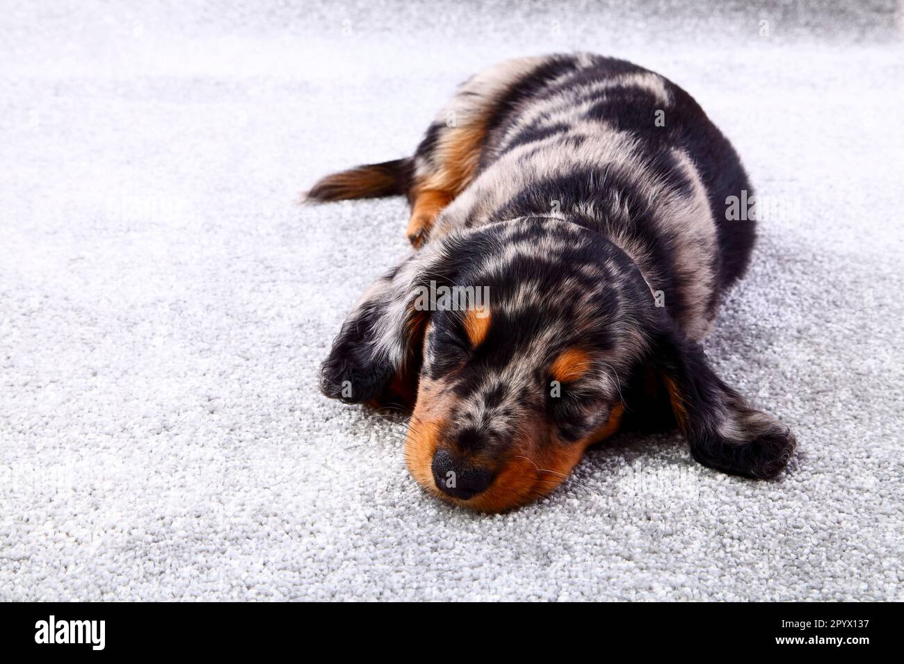 Sleeping dapple dachshund puppy laid on a grey carpet with copy space Stock Photo