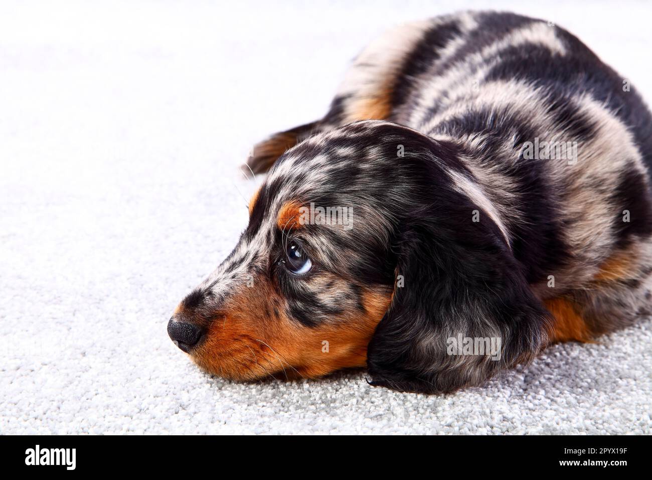 Sleepy dapple dachshund puppy laid on a grey carpet Stock Photo