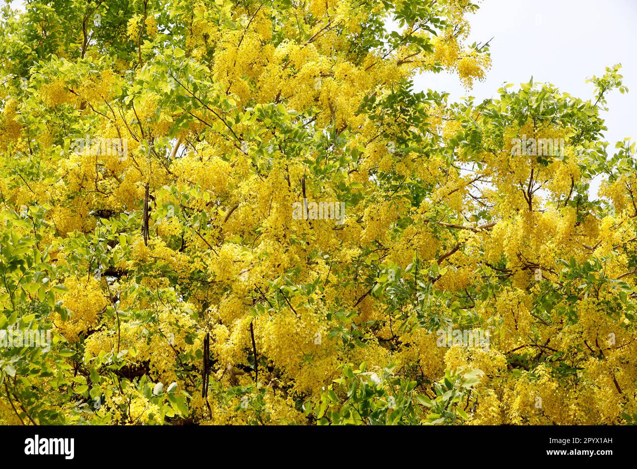 Dhaka, Bangladesh May 05, 2023 A Golden shower tree covered in full blossom gives the nature