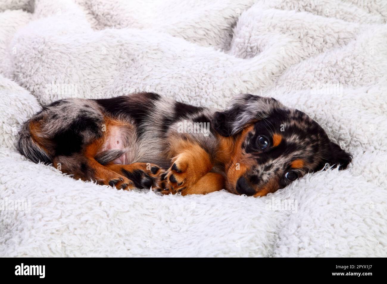 Sleepy dapple dachshund puppy laid on a grey fleece Stock Photo