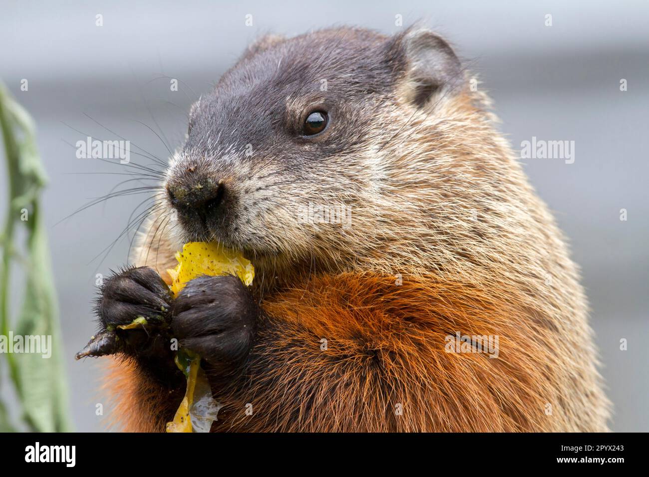 Groundhog feeding, groundhog, Marmota monax, Quebec, Canada, North
