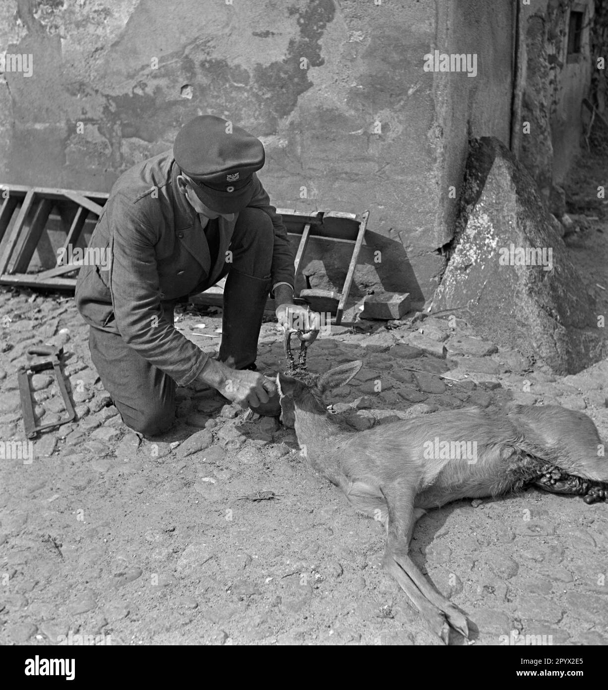 An employee of an estate scrapes the antlers of a roebuck to saw it off. Undated photo, probably on a farm in the province of Pomerania in the 1930s. Stock Photo