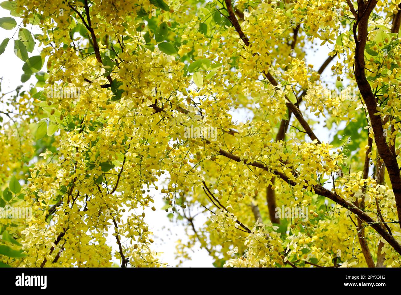Dhaka, Bangladesh May 05, 2023 A Golden shower tree covered in full blossom gives the nature
