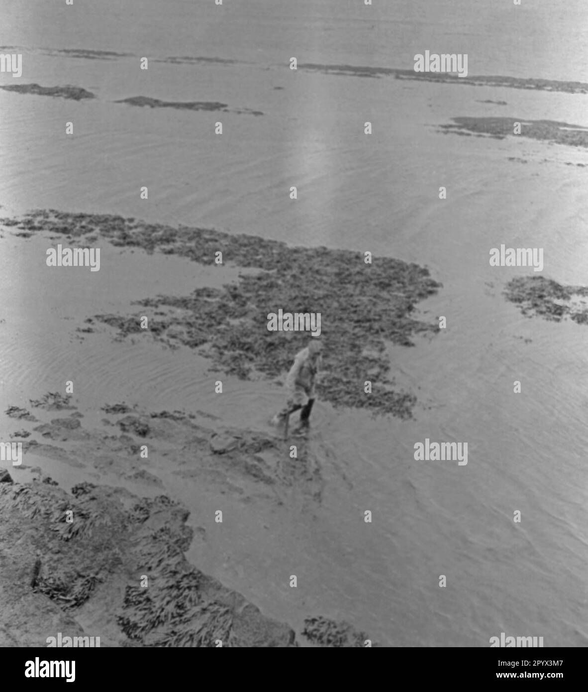 The painter Alf Bachmann wades through the sea near Heligoland Stock