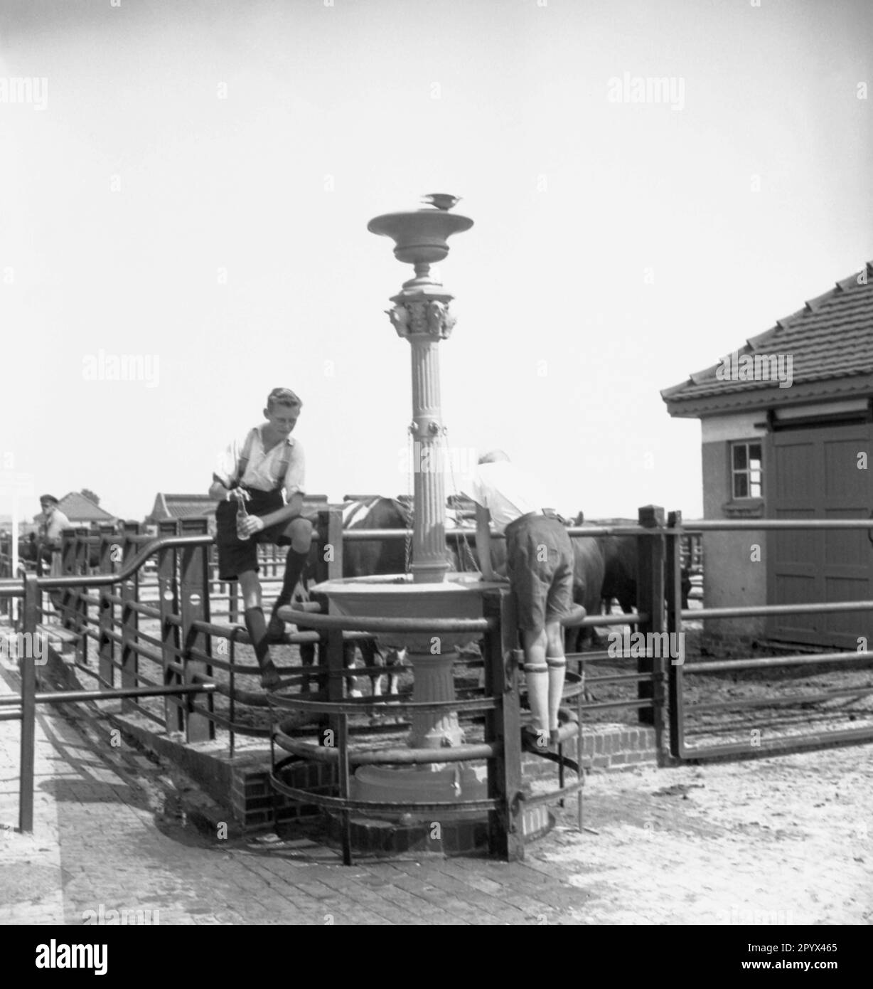 Undated photo of boys in shorts sitting on a cast-iron water pump (with horse head decoration) at the cattle market (new cattle market) in Husum, Nordfriesland, Schleswig-Holstein. In the background, enclosures with cattle and a drover. Stock Photo