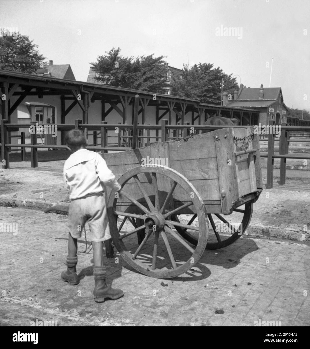 Undated photo of a boy in shorts pulling a cart at the cattle market (new livestock market) in Husum, Nordfriesland, Schleswig-Holstein. In the background, the enclosures for the cattle and the gatehouse with a market office and a district veterinarian. Stock Photo