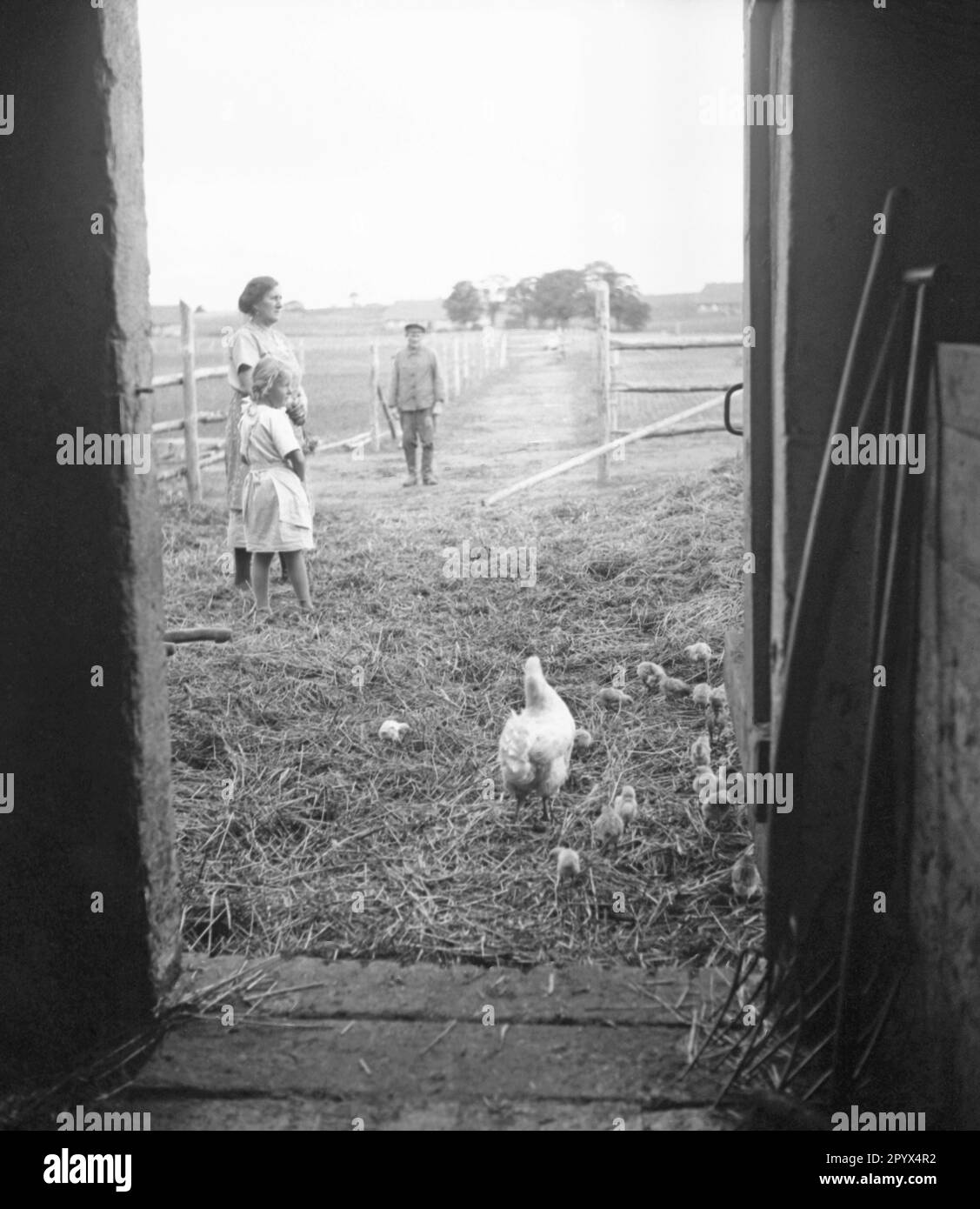 A farmer and his wife stand with their daughter in front of the courtyard door on a haystack on the Koppelhof near Neustrelitz. In the foreground a hen is running with her chicks. Undated picture. Stock Photo