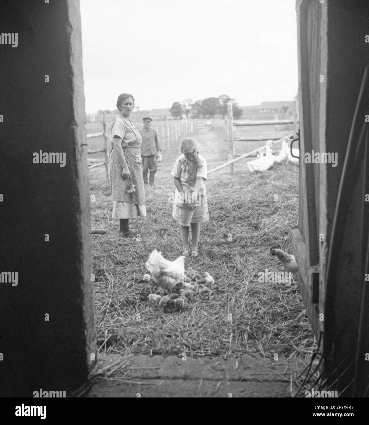 On the Koppelhof near Neustrelitz a girl feeds a hen with her chicks. Behind her are her parents and some geese. Undated picture. Stock Photo