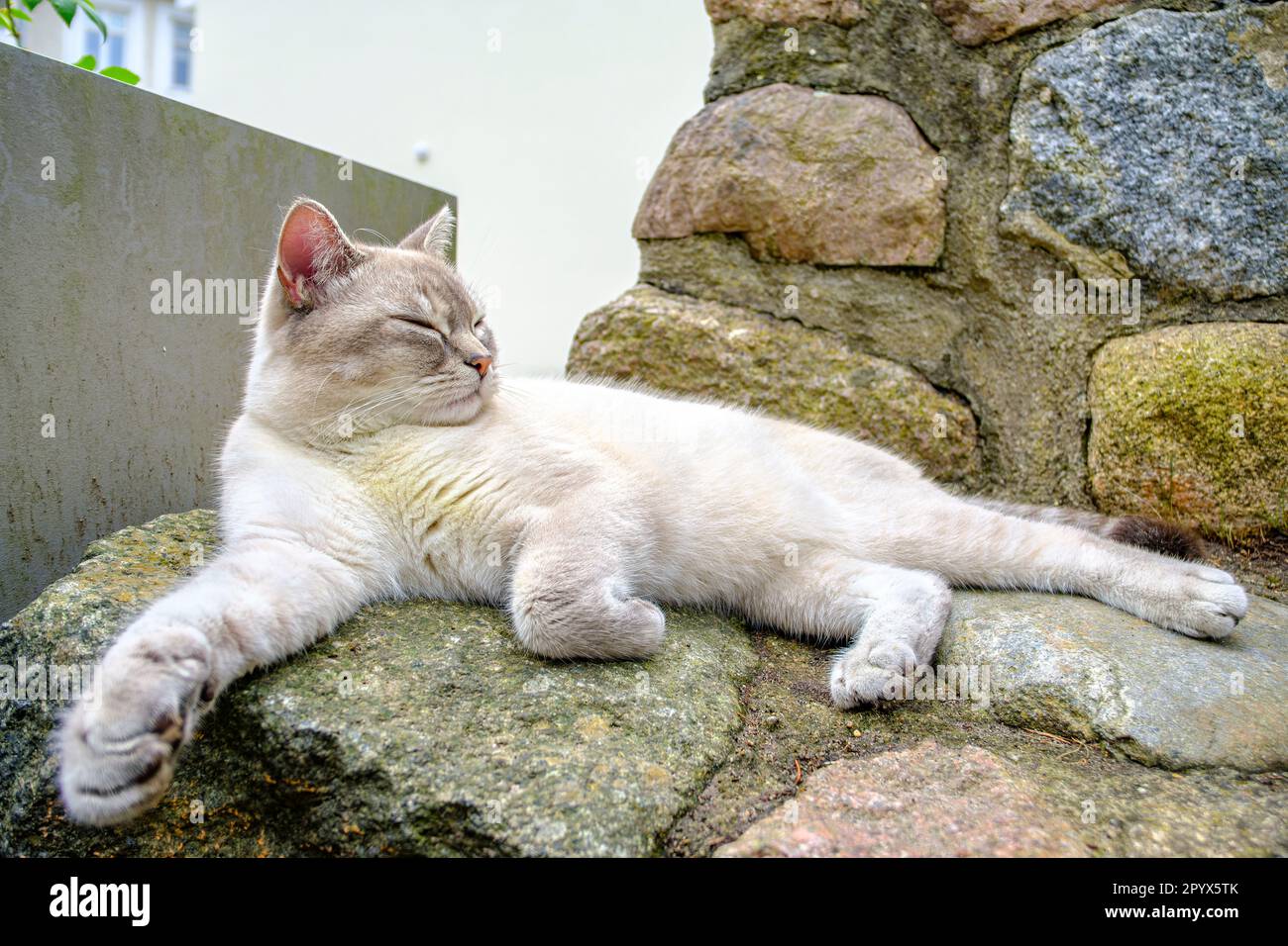 A domestic cat dozes relaxed and unhurried on a stone wall. Eine Hauskätze döst gemütlich und entspannt auf einer Steinmauer. Stock Photo