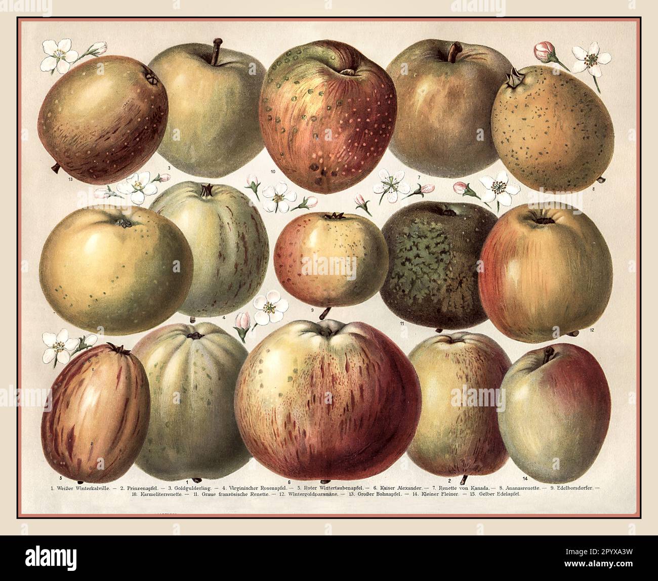 APPLES SYNOPSIS CHART Vintage 1900s Lithograph Poster Historic Botany Illustration of European Apple Types. Apples Variety Varietal Varieties, with identification description by number Stock Photo