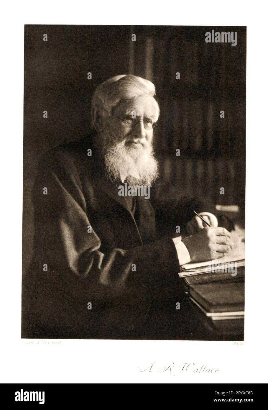 Alfred Russel Wallace (1823-1913), British zoologist and explorer. Wallace proposed the theory of selection as the cause of species change independently of Charles Darwin. nPhotograph by Elliot and Fry. Photo: Heliogravure, Corpus Imaginum, Hanfstaengl Collection. [automated translation] Stock Photo
