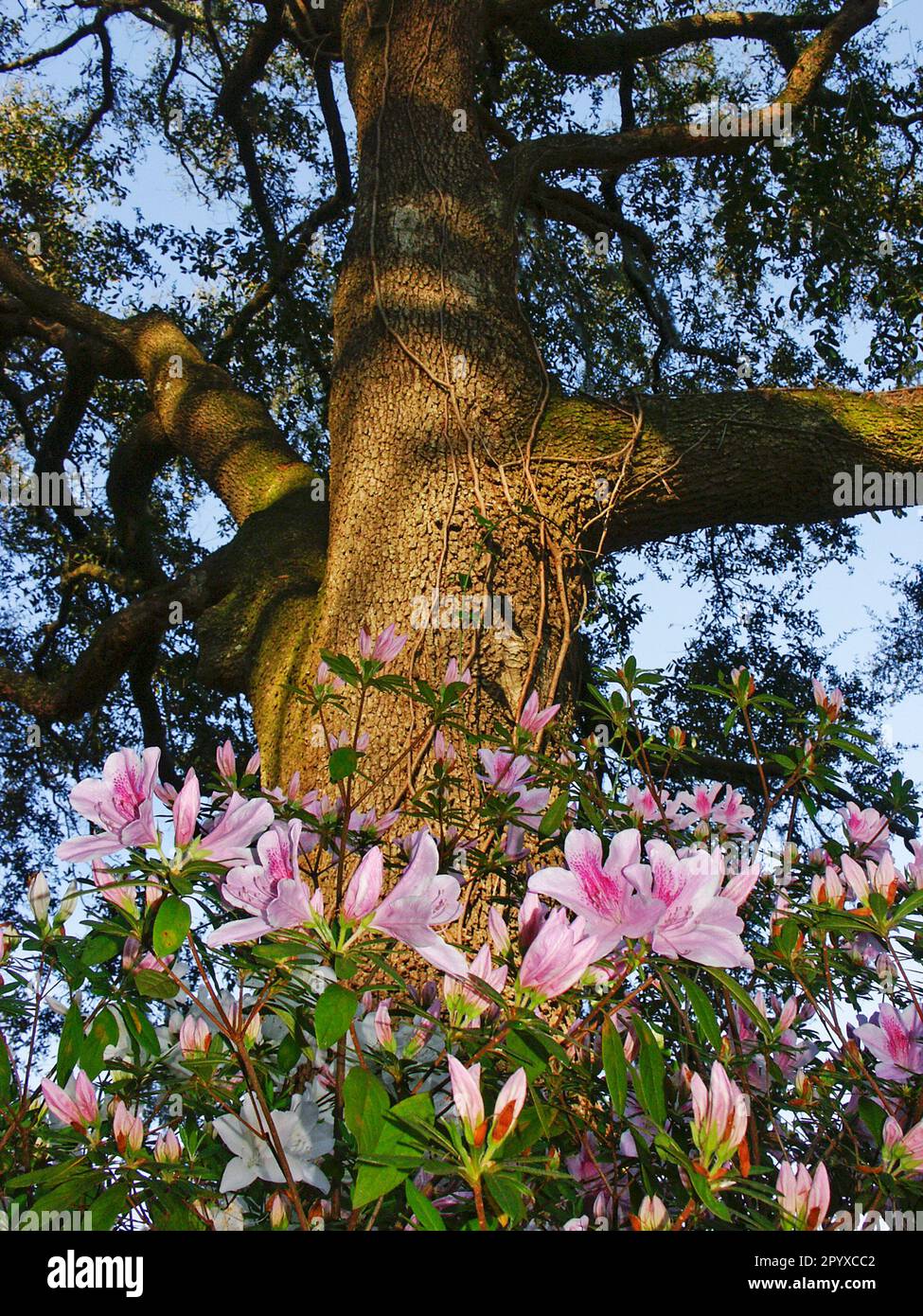 Azalea flower profusion under an old live oak tree during Springtime. Stock Photo