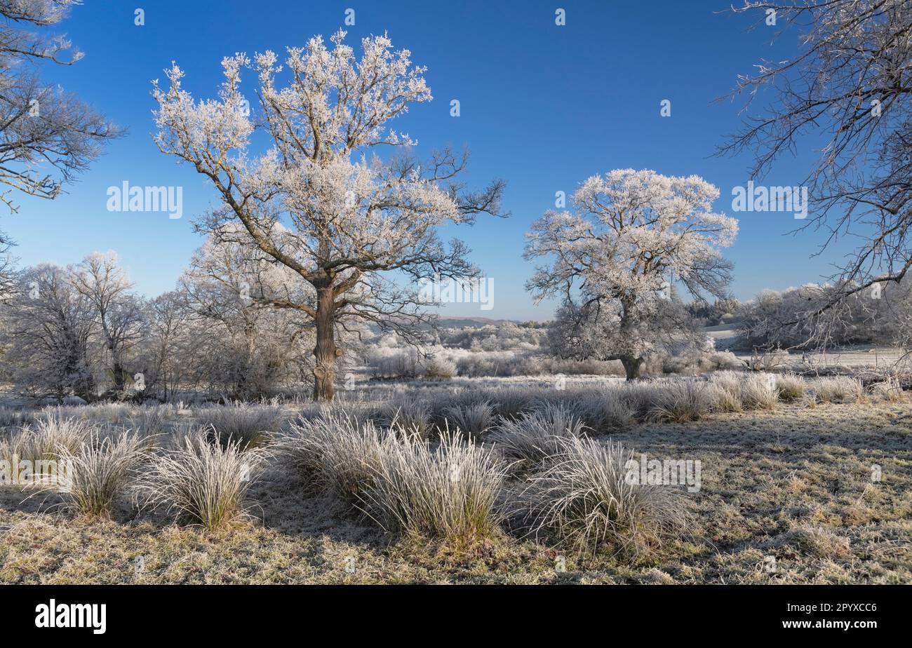 Ireland, County Sligo, Markree Castle grounds near Collooney, trees and grass covered in snow and hoar frost in mid winter. Stock Photo