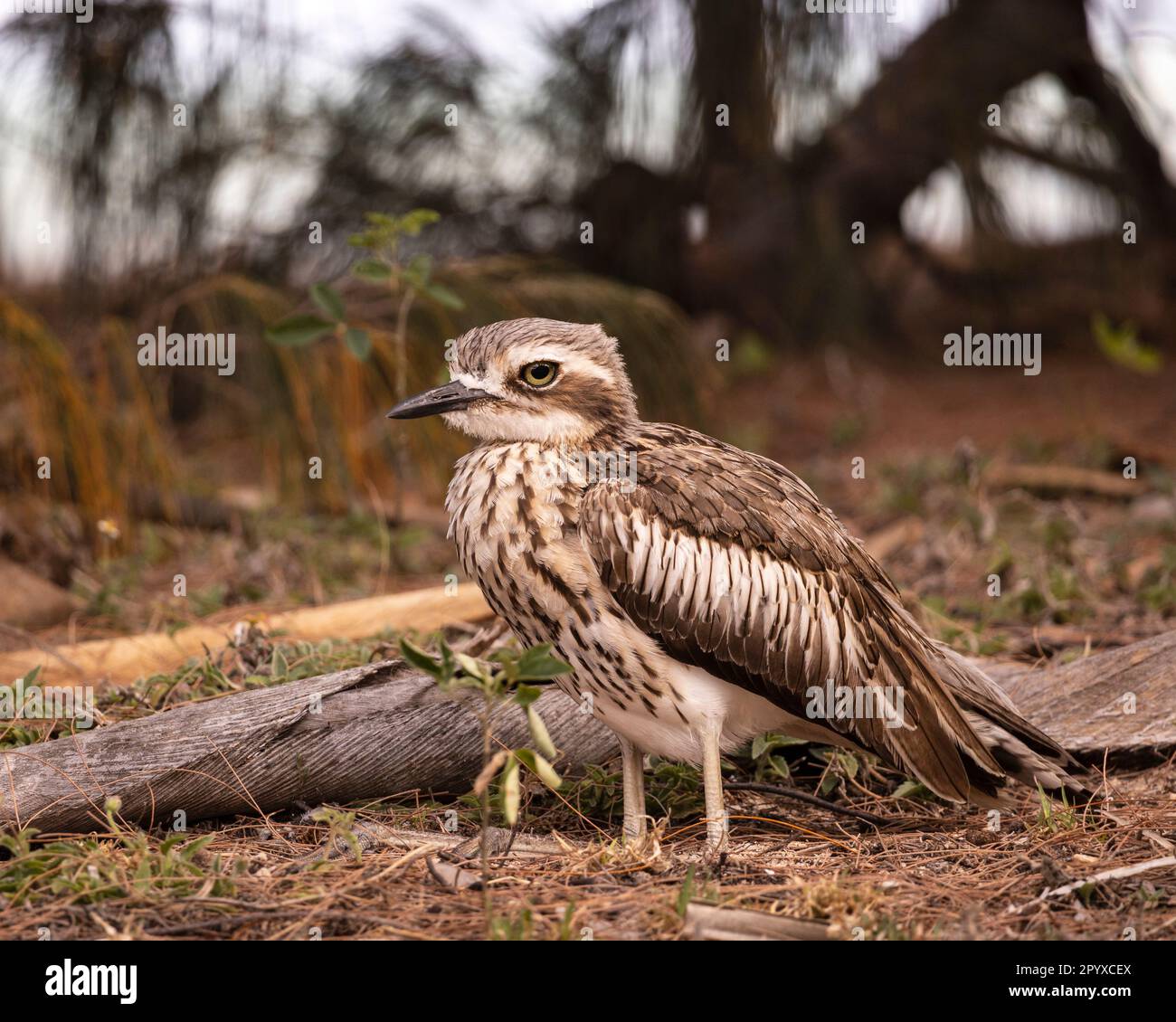 A Bush Stone Curlew on Magnetic Island near Townsville in Far North ...