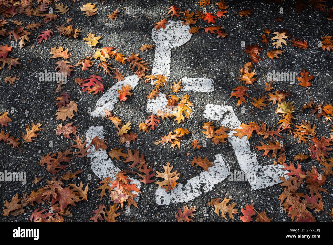 Fallen leaves during Autumn on a disabled parking designation at a doctor's office in North Central Florida. Stock Photo