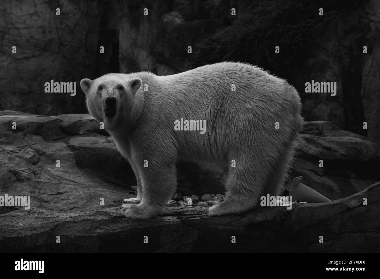 black and white photo of polar bear Stock Photo