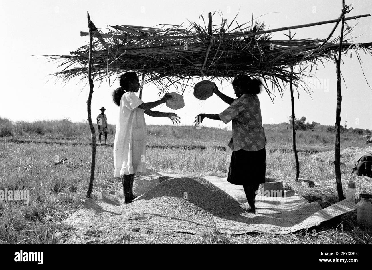 Two young women threshing rice. [automated translation] Stock Photo - Alamy