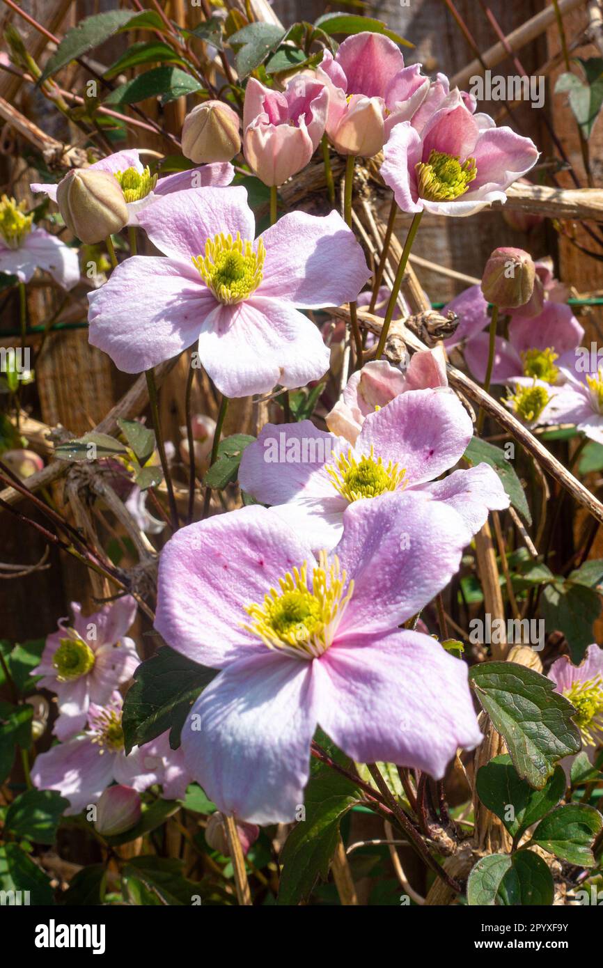 Close up view of a Clematis Montana in flower with many delicate pink ...