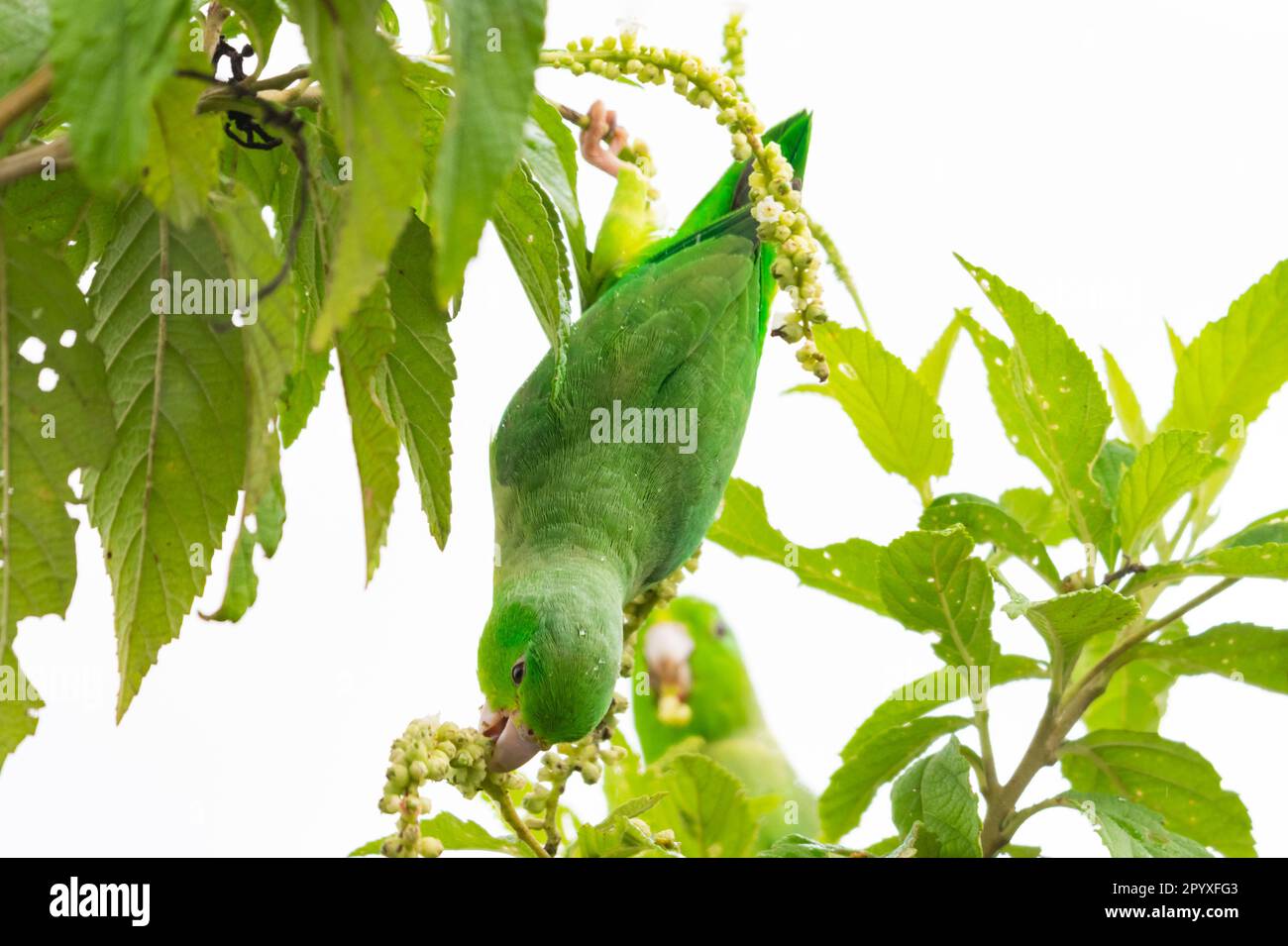 A wild Green-rumped Parrotlet, Forpus passerinus, stretches to reach seeds while holding onto a branch Stock Photo