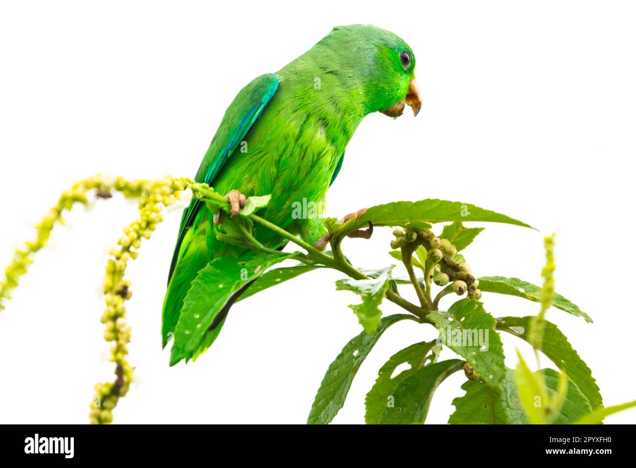 Green-rumped Parrotlet, Forpus passerinus, perched in a plant chirping with white background. Stock Photo