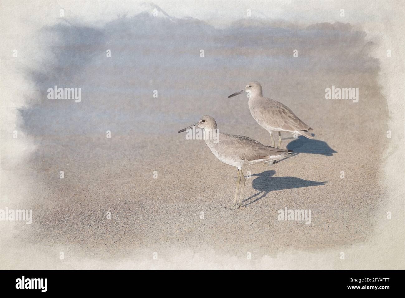 A digital watercolour painting of two Common Sandpipers wading in the sea on a beach in Mexico. Stock Photo
